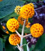 Shrubs