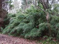 Arundinaria anceps