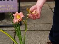 Dead heading Hemerocallis