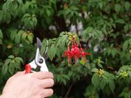 Fuchsia Riccartonii