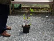 pruning lavatera