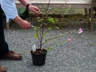 pruning lavatera