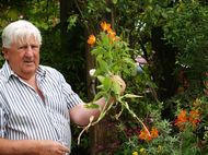 checking for shoots on grafted plants