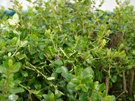 pruned escallonia pruned escallonia