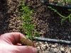 cuttings of conifers