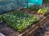 cuttings in peat
