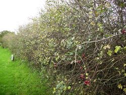 Field Hedge