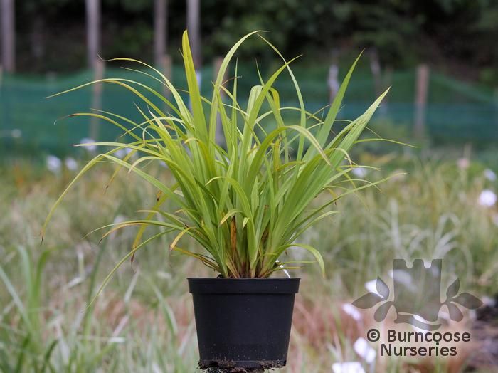http://www.burncoose.co.uk/site/img/plant_sizes/carex_pendula_907~3.jpg