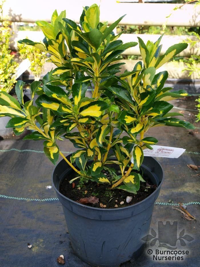 Euonymus Japonicus 'Aureus' from Burncoose Nurseries