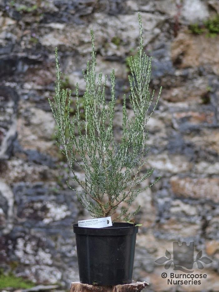 Buy Ozothamnus plants from Burncoose Nurseries