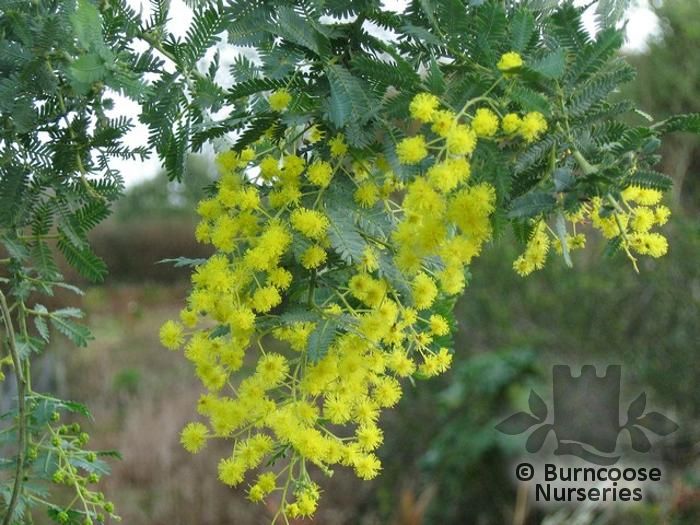 fluffy bright yellow mimosa flowers and fine silvery-grey foliage