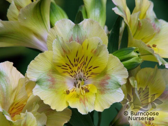 ALSTROEMERIA 'Princess Felicia'  