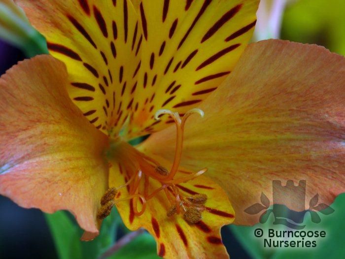 ALSTROEMERIA 'Orange Supreme'  