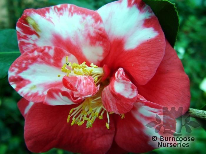 CAMELLIA 'Adolphe Audusson' 'Variegated' 