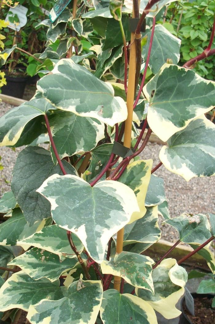 hedera canariensis variegata burncoose ivy canary nurseries island plants plant colchica commonly known site