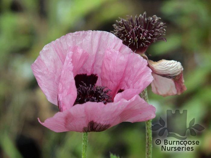 PAPAVER orientale 'Papillon' 