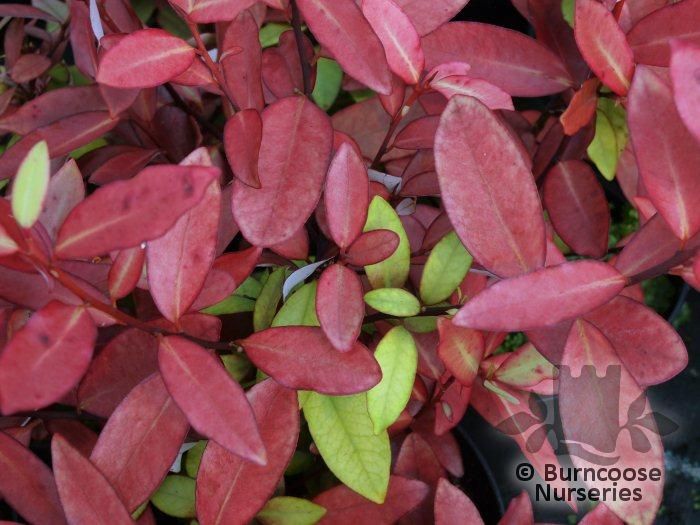 PSEUDOWINTERA colorata 'Red Glow' 