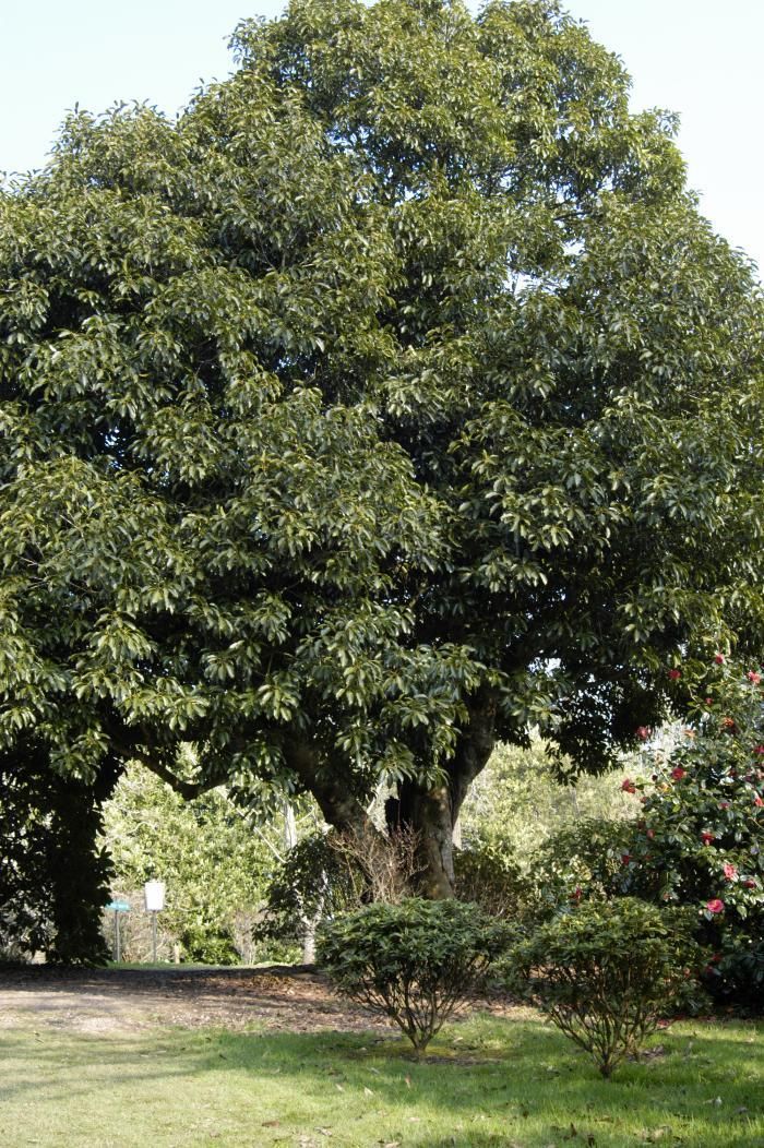 Quercus Acuta from Burncoose Nurseries