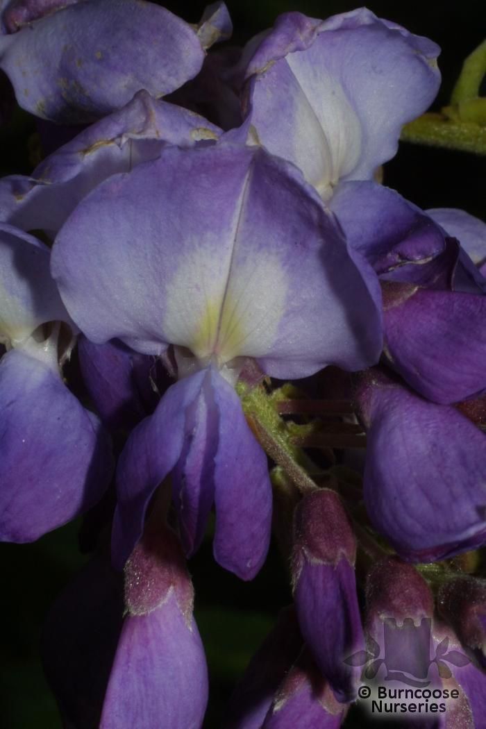 WISTERIA sinensis  