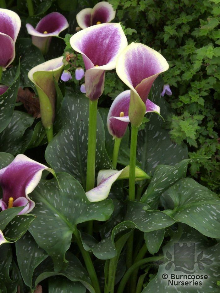 ZANTEDESCHIA elliottiana 'Picasso' 