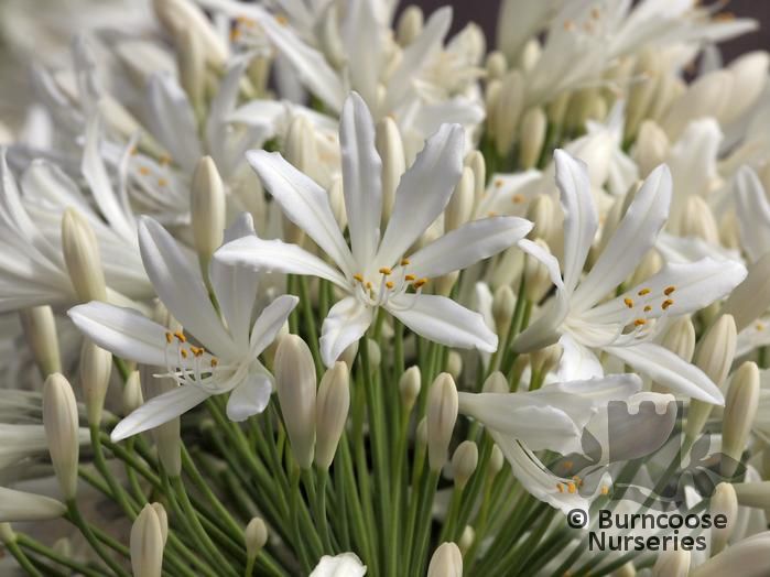 AGAPANTHUS umbellatus 'White Ice' 