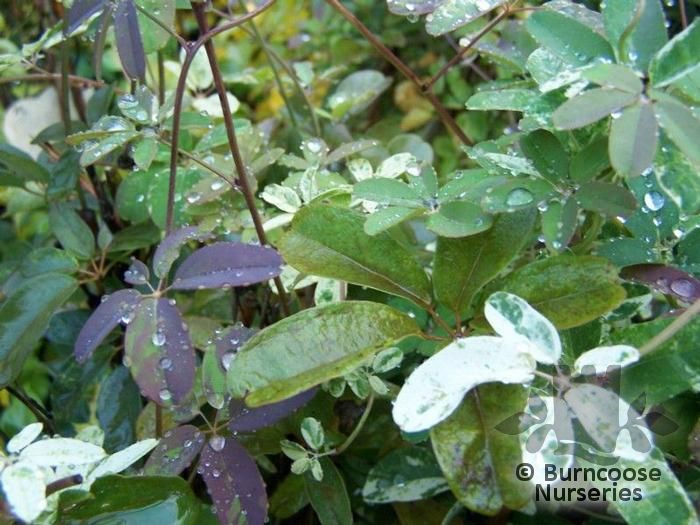 AKEBIA quinata 'Variegata' 