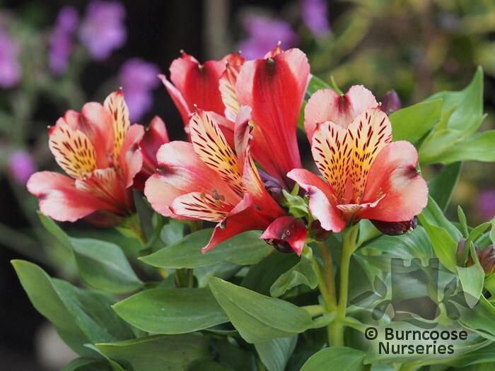 Buy Alstroemeria 'Inca Husky' plants from Burncoose Nurseries