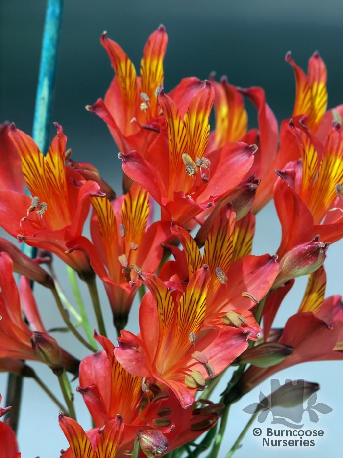 ALSTROEMERIA Ligtu Hybrids  