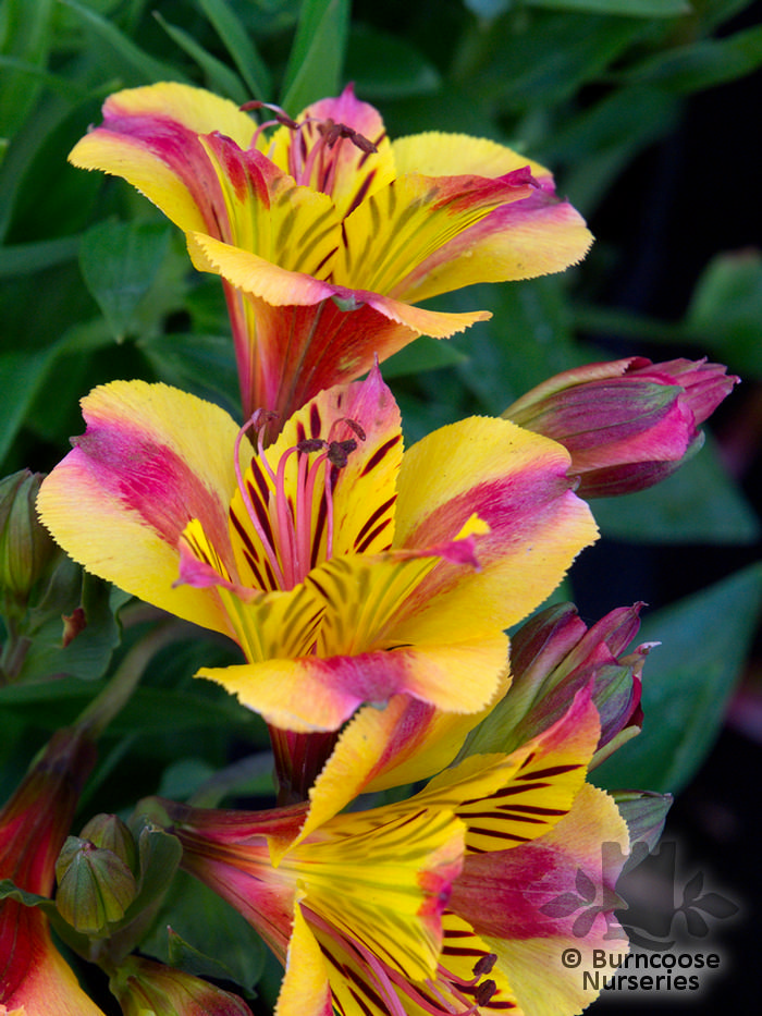 Alstroemeria 'Princess Diana' from Burncoose Nurseries Dwarf Long