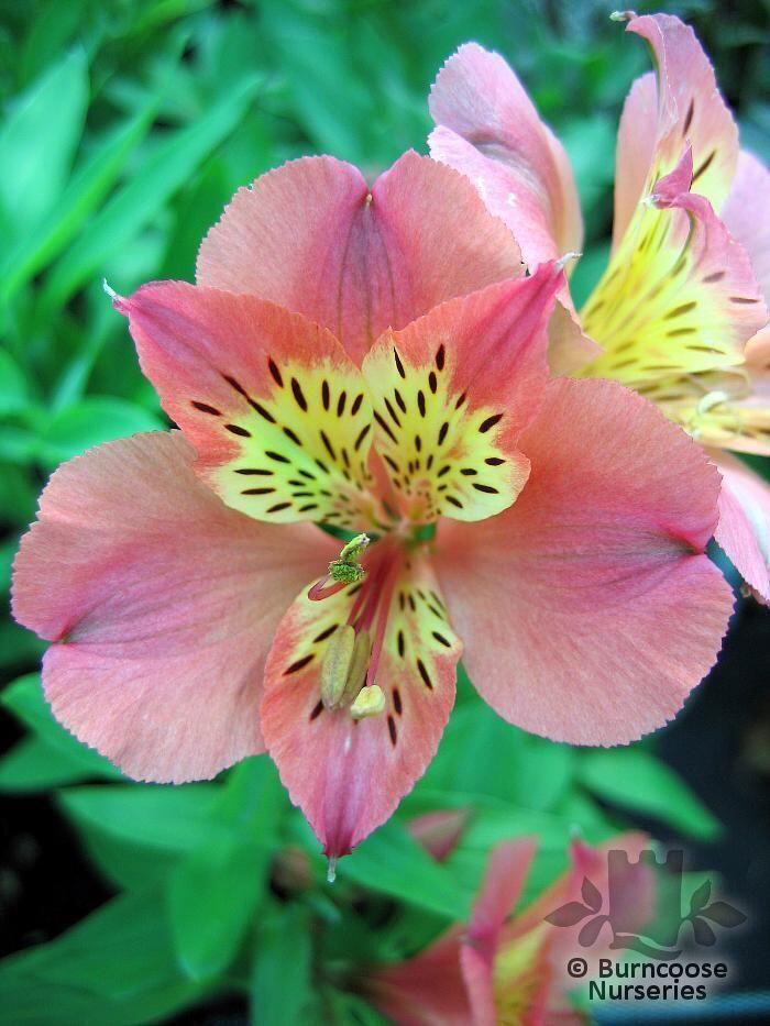 Buy Alstroemeria plants from Burncoose Nurseries