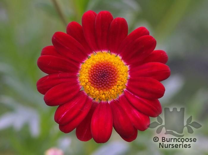 ARGYRANTHEMUM frutescens 'Meteor Red' 