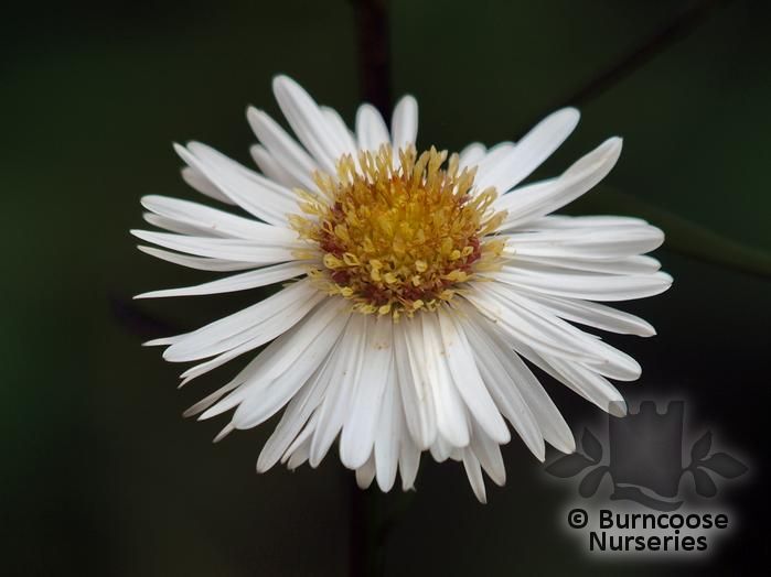 ASTER 'White Ladies'   