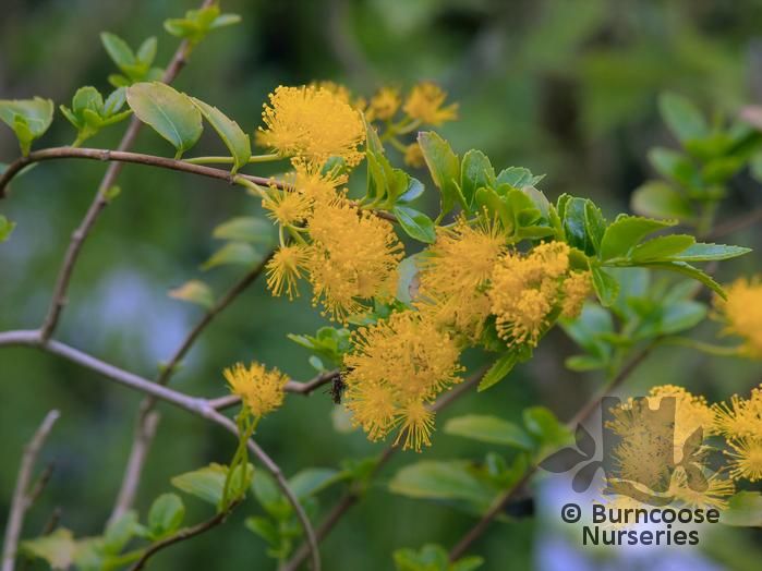 AZARA dentata  