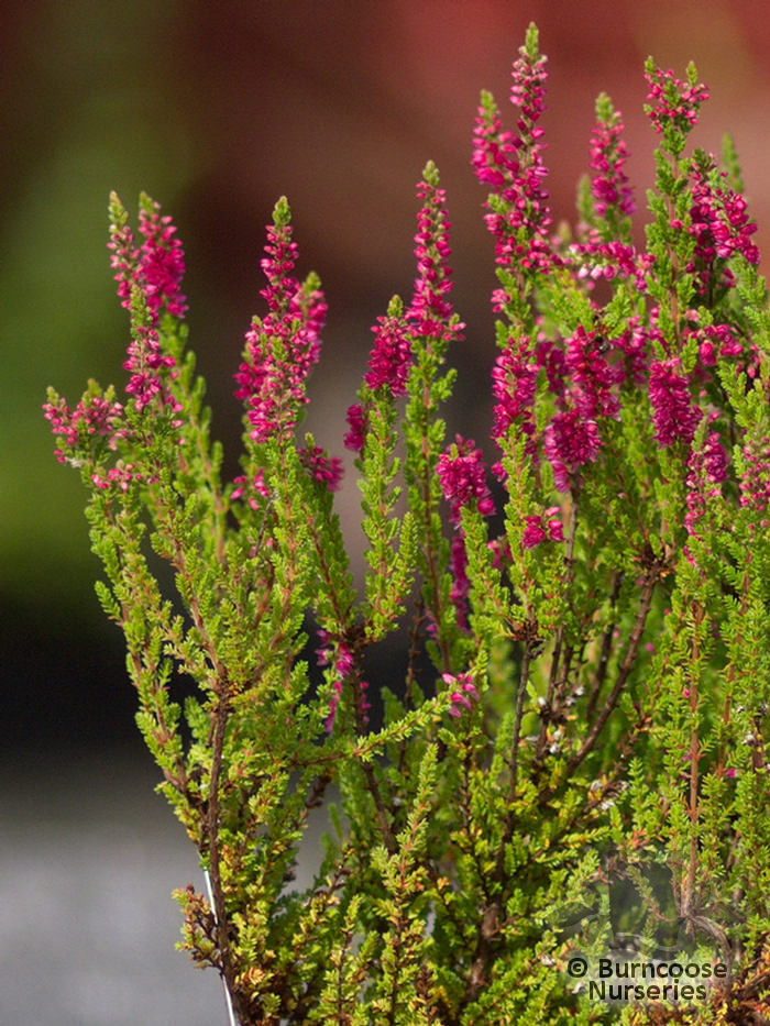 Heathers Calluna Vulgaris 'Dark Beauty' from Burncoose Nurseries