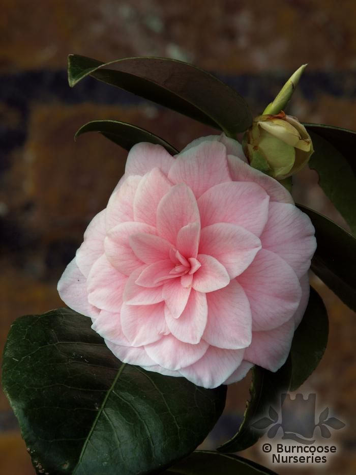 CAMELLIA 'Augusto Leal de Gouveia Pinto'  