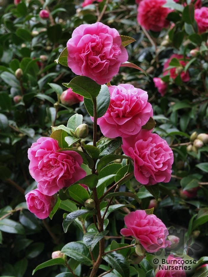 Camellia 'Debbie' from Burncoose Nurseries