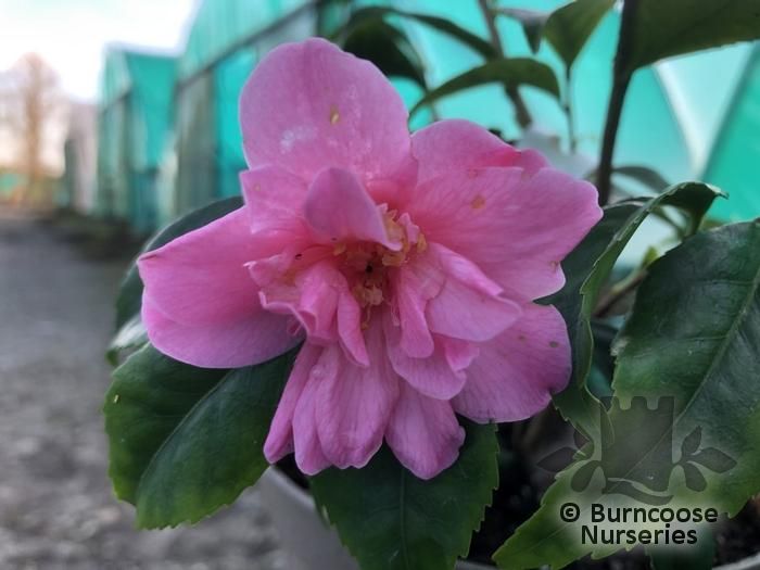 CAMELLIA 'Fragrant Pink'  