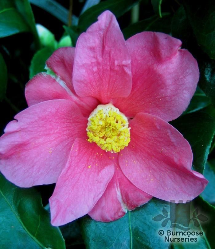 CAMELLIA japonica  