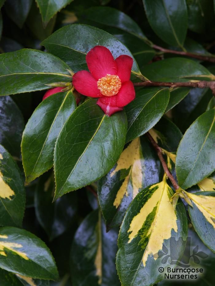 CAMELLIA japonica 'Variegata' 