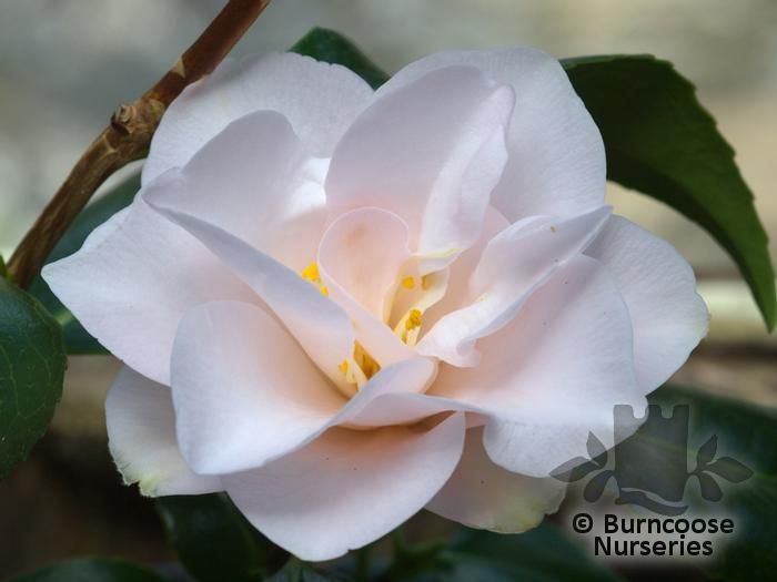 CAMELLIA 'Magnoliiflora'  