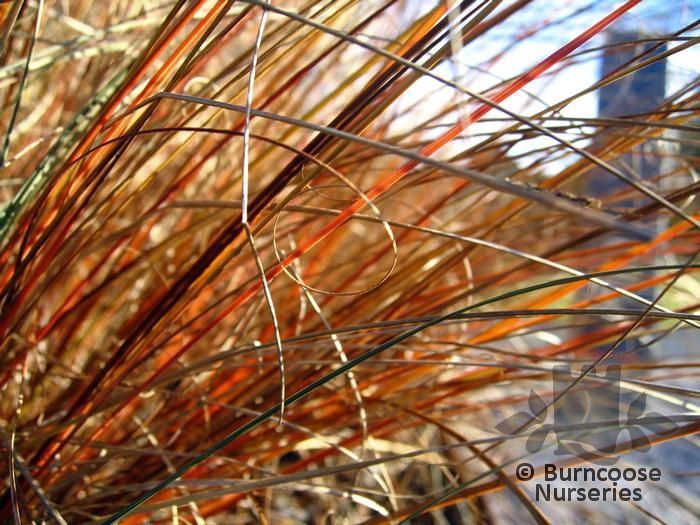 CAREX buchananii  