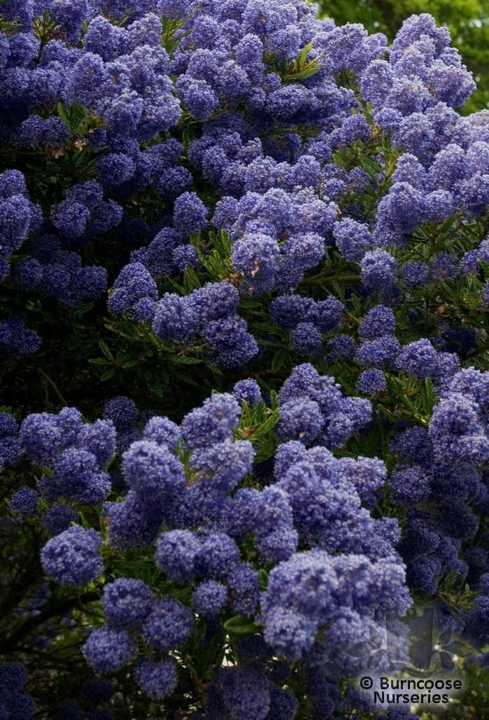 CEANOTHUS 'Blue Mound'  