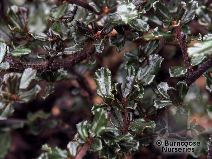 CEANOTHUS 'Blue Sapphire  