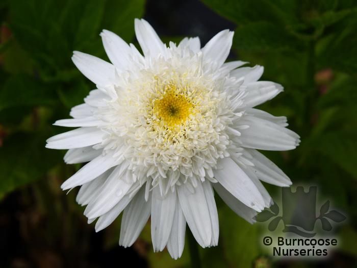 Buy Chrysanthemum plants from Burncoose Nurseries