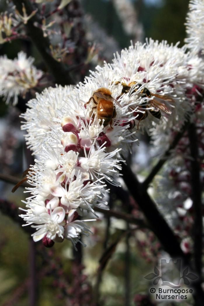 CIMICIFUGA simplex 'Atropurpurea' 