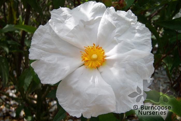 CISTUS x aguilari  