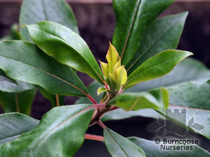 CLETHRA arborea  