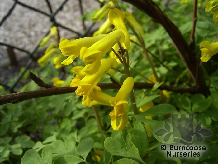 CORYDALIS lutea  