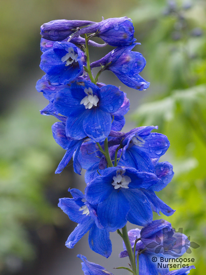 Delphinium 'Blue Bird' from Burncoose Nurseries