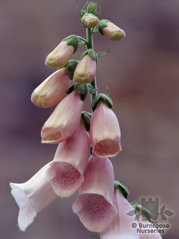 DIGITALIS purpurea 'Sutton's Apricot' 